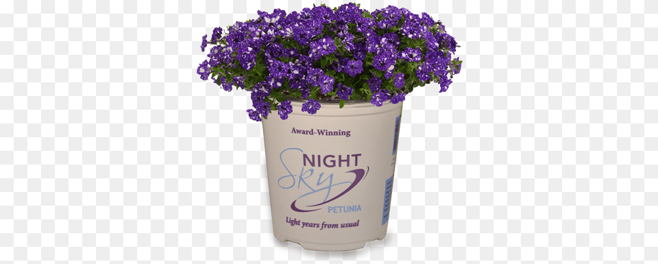 Night, Flower, Plant, Potted Plant, Flower Arrangement Free Transparent Png