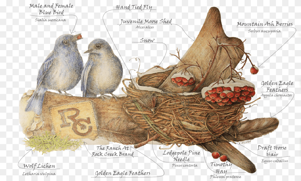 Nightingale, Animal, Bird, Finch Png Image
