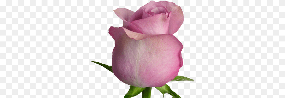 Nightingale Standard Roses Lilac Nightingale Roses, Flower, Petal, Plant, Rose Free Png Download