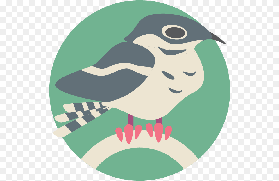 Nightjar, Animal, Bird, Jay, Baby Free Png