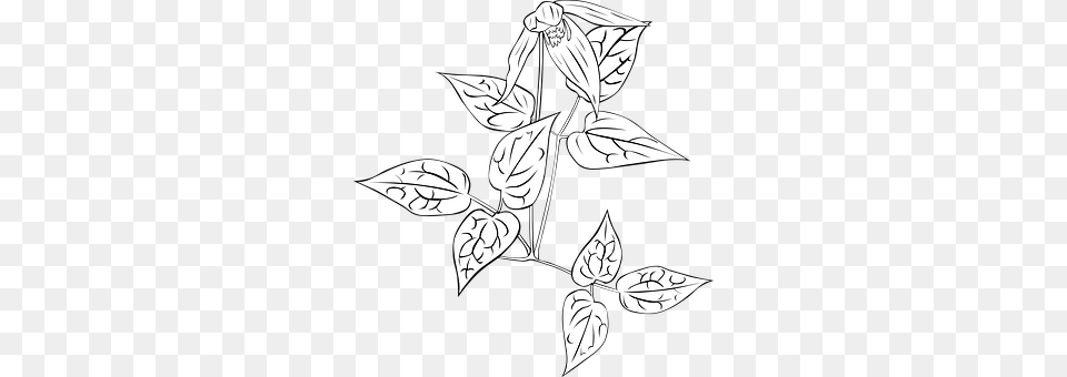 Nightshade Art, Leaf, Plant, Drawing Free Transparent Png