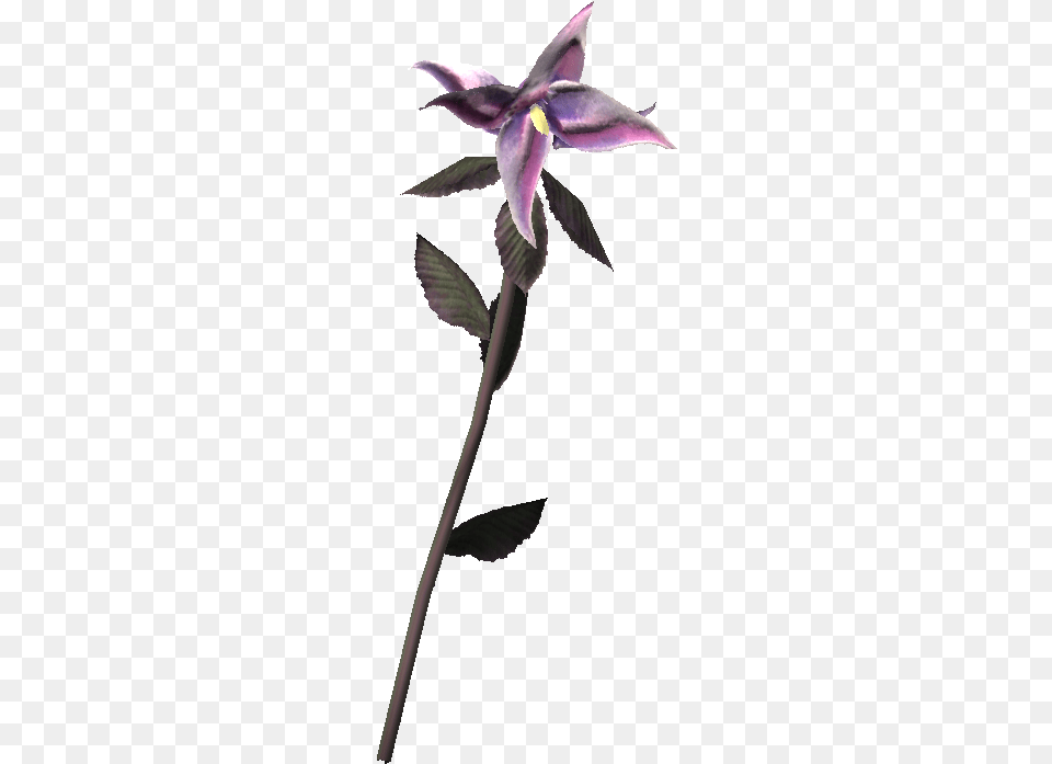 Nightshade Skyrim Obscurcine, Acanthaceae, Flower, Iris, Plant Free Transparent Png