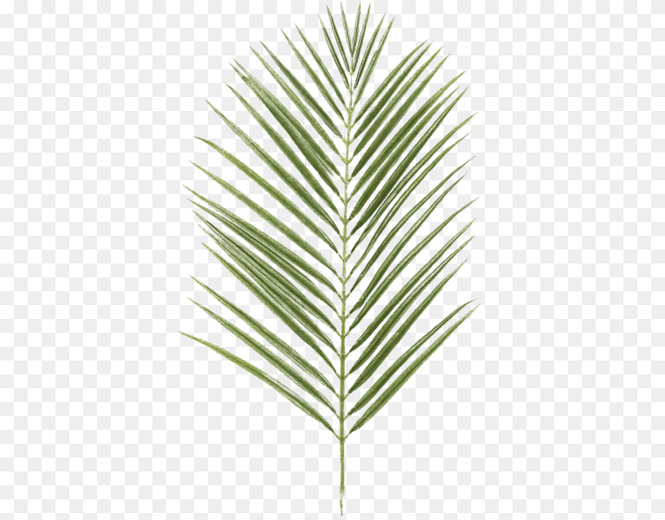 Nike Goddess Palm Branch, Agropyron, Fir, Grass, Leaf Png