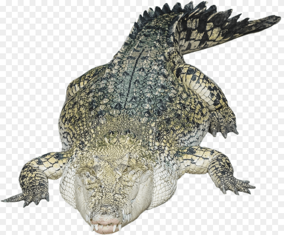 Nile Crocodile Alligator Crocodile, Animal, Reptile, Lizard Png Image