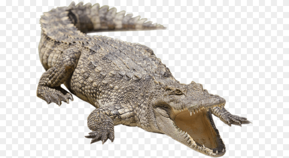 Nile Crocodile Alligator Siamese Crocodile Freshwater Siamese Crocodile Clipart, Animal, Lizard, Reptile Free Png Download