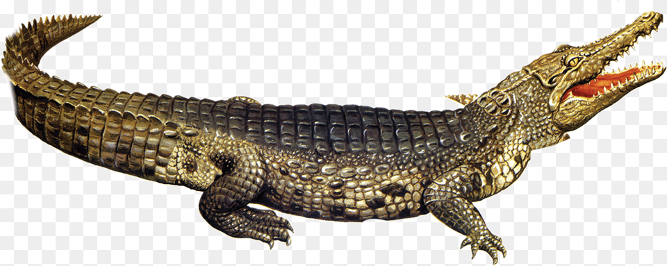 Nile Crocodile American Alligator Crocodile, Animal, Lizard, Reptile Png Image