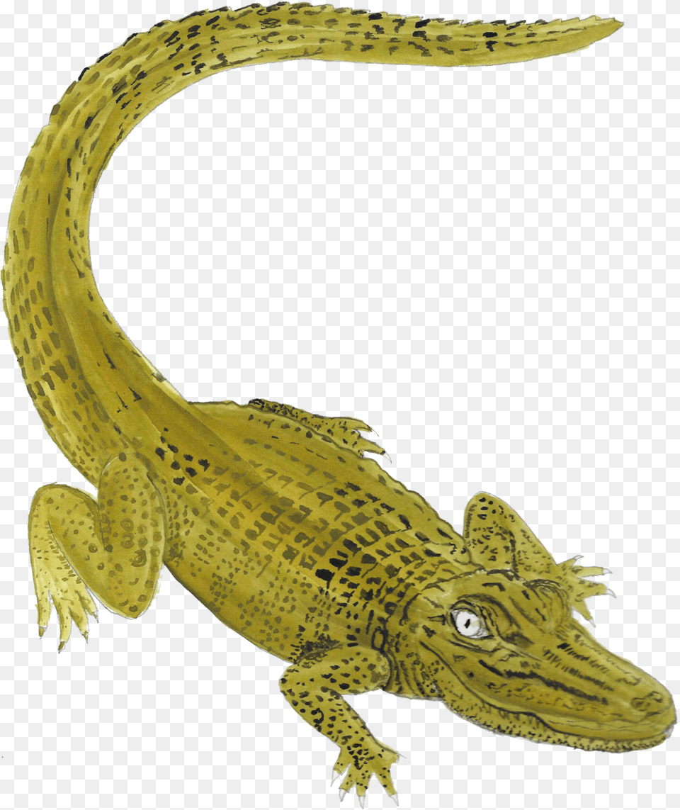Nile Crocodile American Crocodile, Animal, Dinosaur, Reptile Png Image