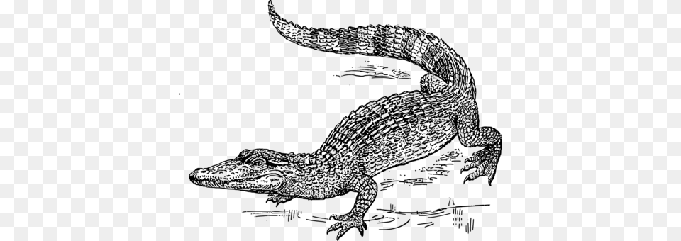 Nile Crocodile Reptile Drawing Black And White Crocodile Black And White Drawing, Gray Free Png Download