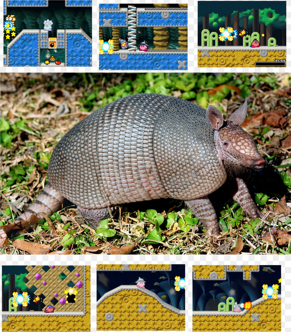 Nine Banded Armadillo Rebirth In Pink Ancient Momomiya Png Image