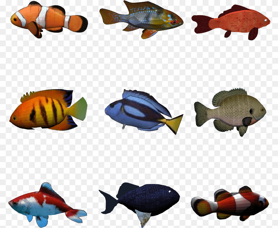 Nine Exemplars From The Fish Category Exemplar Theory, Animal, Sea Life, Amphiprion Png Image