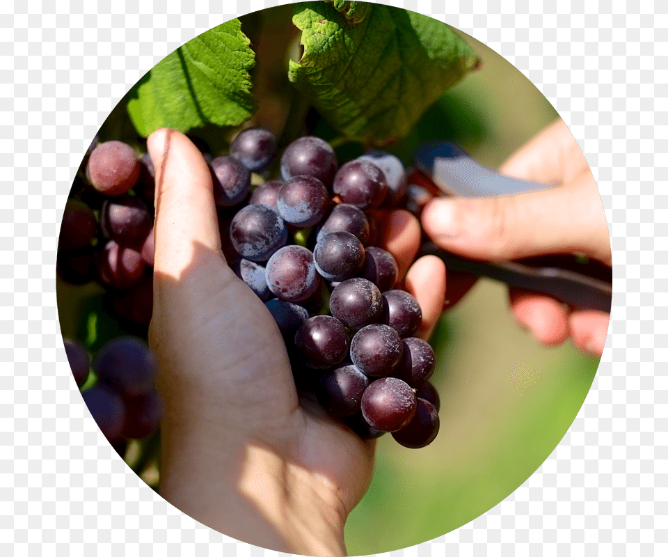 Nine Lakes Wine Amp Cider Trails Tennessee, Food, Fruit, Grapes, Plant Png Image