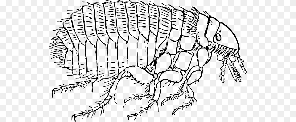 Nine Step Battle Plan To Combat A Flea Infestation Outline Image Of Fleas, Animal, Insect, Invertebrate Png