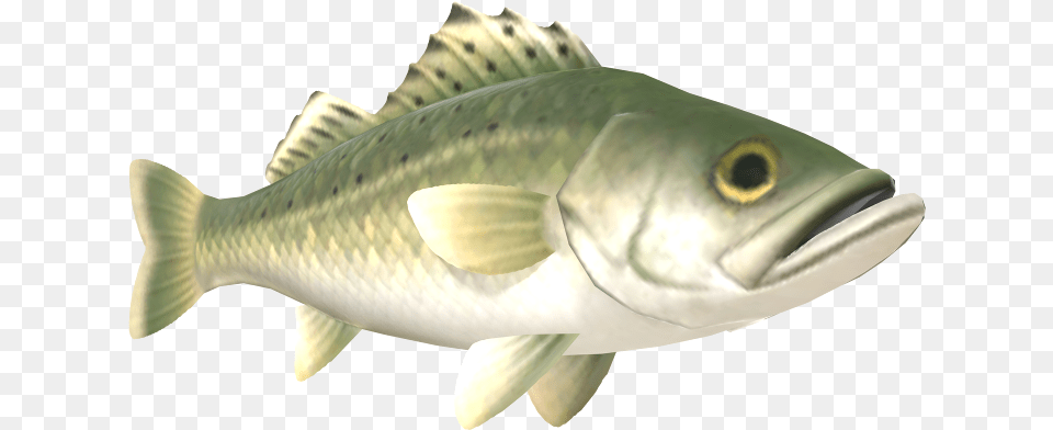 Nintendo Switch Animal Crossing New Horizons Sea Bass Bass, Fish, Sea Life, Perch Free Png Download