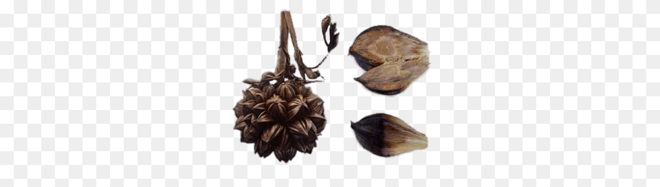 Nipa Seeds, Plant, Tree, Food, Nut Free Png