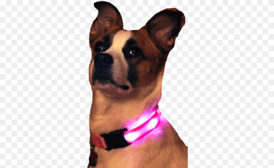 Nite Beams Led Usb Rechargeable Dog Collar Martingale, Animal, Boxer, Bulldog, Canine Free Transparent Png