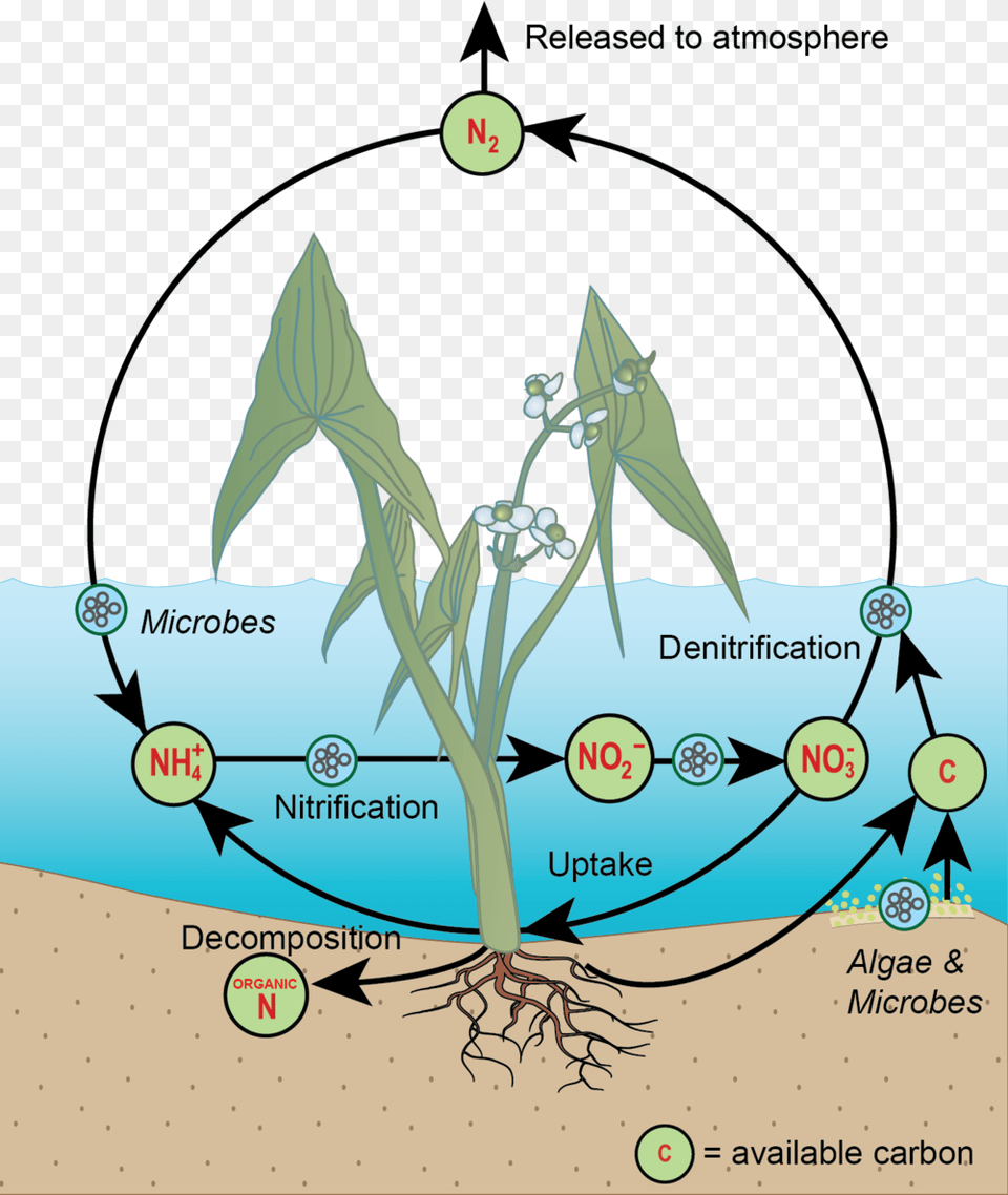 Nitrogen Cycle Only Integration And Application Network, Plant, Root, Flower, Grass Png Image