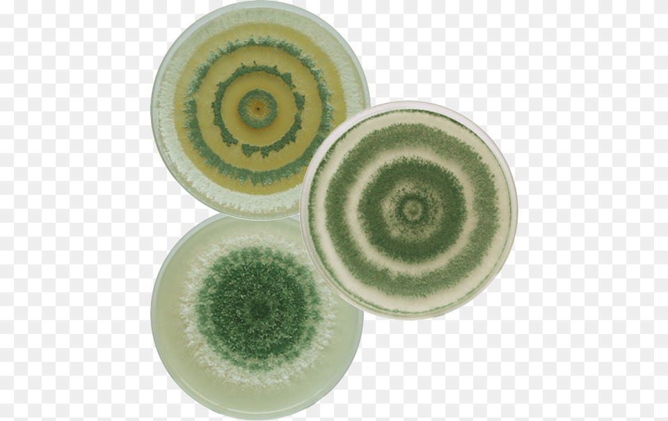Nitrogen Fixing Pines And Grasses Trichoderma Plate, Blade, Cooking, Knife, Sliced Free Png