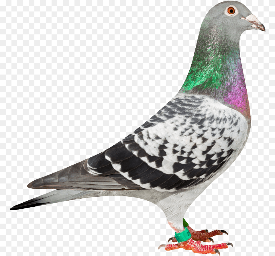 Won Among Others Soissons 2538 Transparent Pigeon, Animal, Bird, Dove Free Png Download