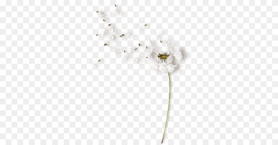 Nld Dandelion Sh On Yandex Belie Oduvanchiki, Flower, Plant, Cross, Symbol Png Image