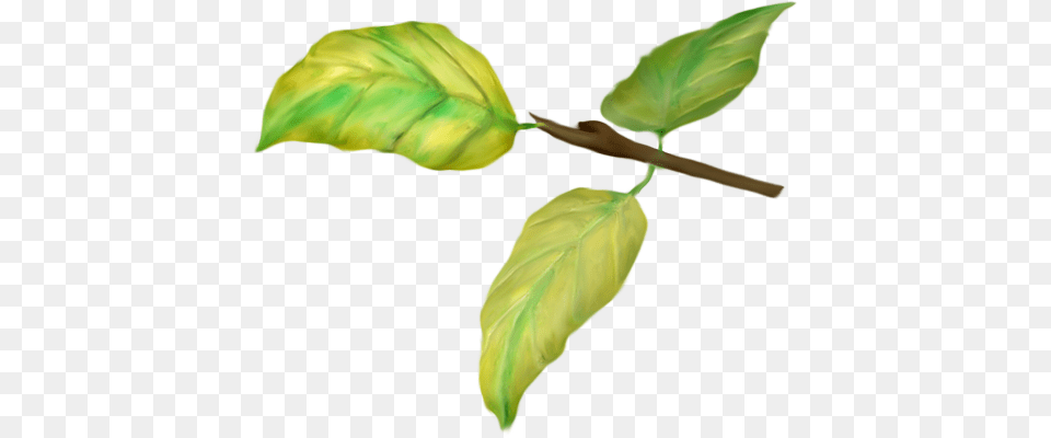 Nld Little Branch On Yandex Branch, Leaf, Plant, Tree, Green Free Png Download