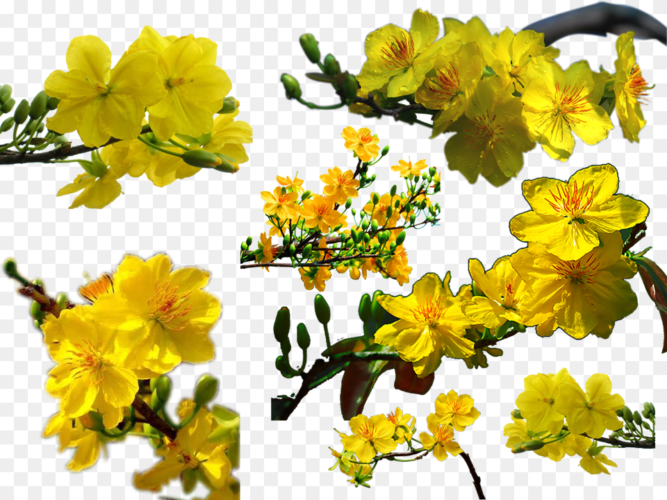 Nn Hoa Mai Vamp224ng Xm Ngh Thut P, Flower, Geranium, Plant, Pollen Free Png