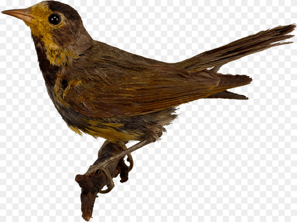 No Alt Exists For This Image Vorobej Ptica, Animal, Bird, Finch Free Transparent Png