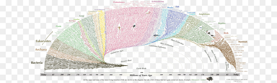 No Answers In Genesis Great Tree Of Life, Chart, Plot Png