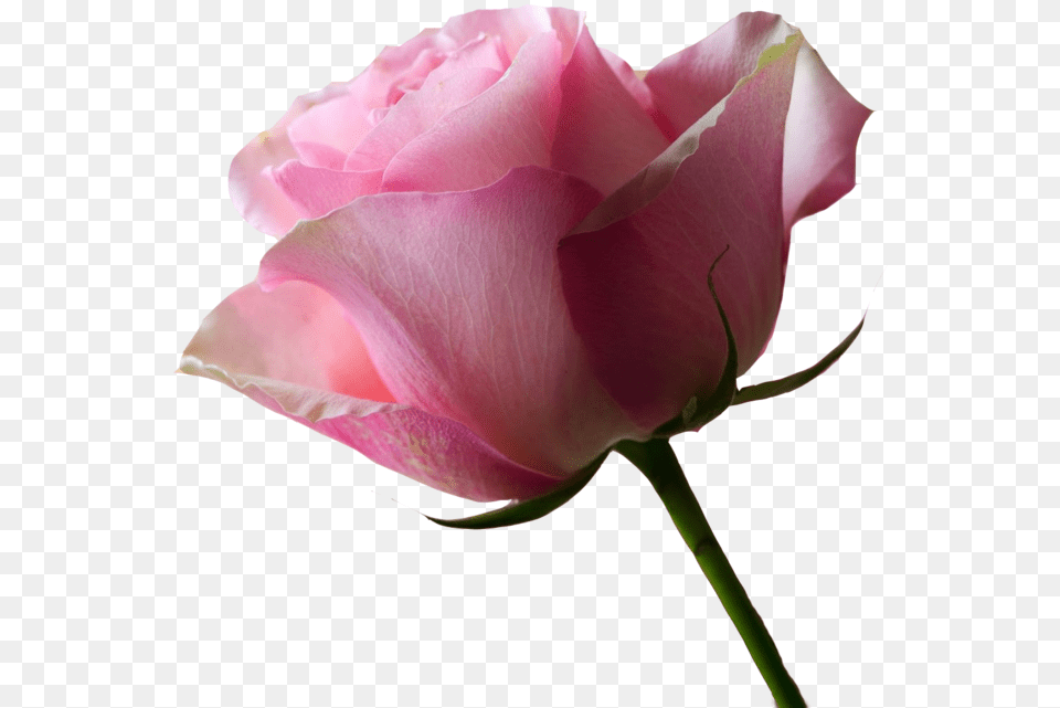 No Background Pink Rose X 2 By Beautiful Picture No Background, Flower, Plant, Petal Png