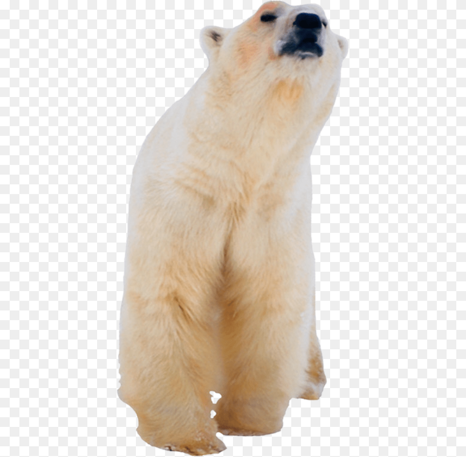 No Background Polar Bear, Animal, Mammal, Wildlife, Polar Bear Png Image