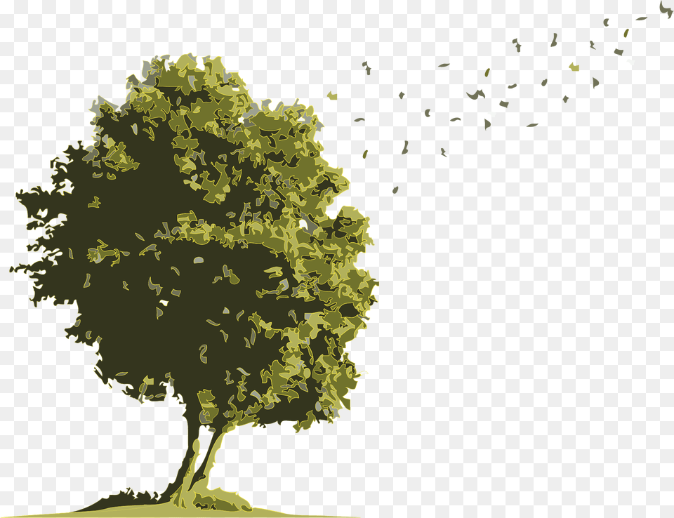 No Buses For Arbol Acuarela Arboles De Media Altura, Green, Oak, Plant, Sycamore Free Png Download