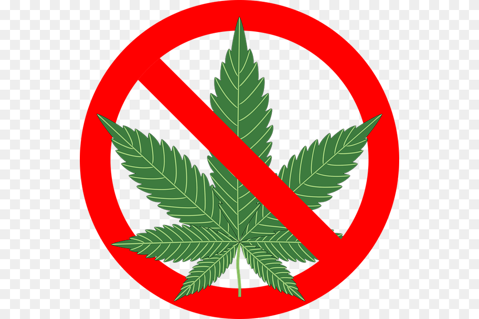 No Drugs, Leaf, Plant, Weed Png