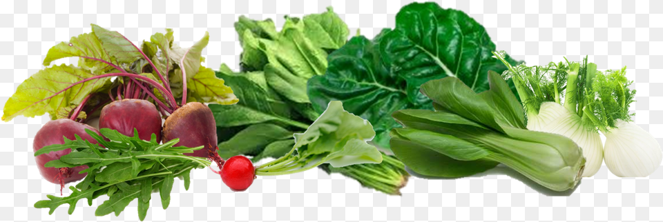 No Durante El Primer De Vida Pero Y Despus Arugula Herb 2017 150 All Non Gmo Heirloom Vegetable, Plant, Food, Produce, Leafy Green Vegetable Free Png