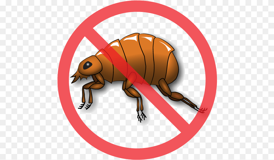 No Flea Sign, Animal, Insect, Invertebrate Png Image