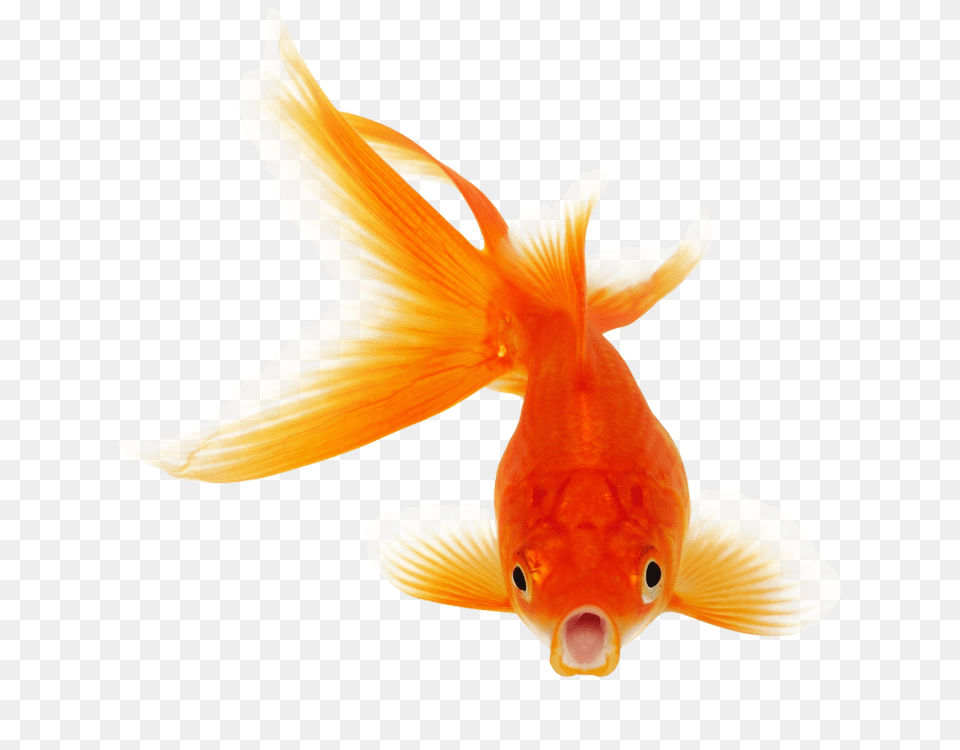 No Hay Limite En El Cielo Que No Volaria Por Ti, Animal, Fish, Sea Life, Goldfish Png Image