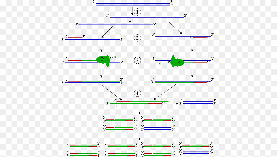 No Higher Resolution Available Cycles 2 And 3 Of Pcr, Light Free Png Download