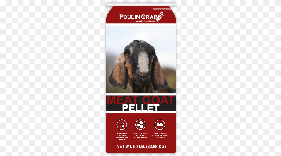 No Image Goat, Advertisement, Poster, Livestock, Animal Free Png Download
