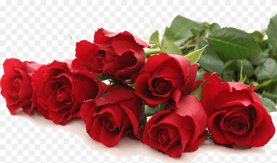 No Images Found Many Rose, Flower, Flower Arrangement, Flower Bouquet, Plant Png Image