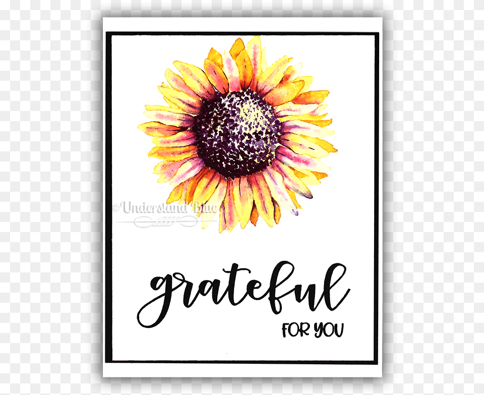 No Line Watercolor Of A Sunflower By Understand Blue Black Eyed Susan, Dahlia, Flower, Plant, Petal Png