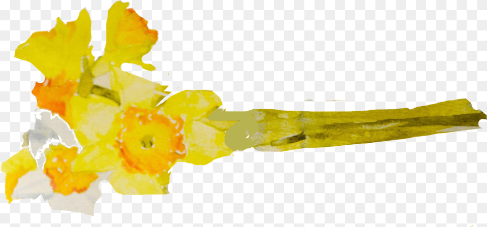 No Matter How I Memorize Them I Just Enjoy Seeing Watercolor Painting, Daffodil, Flower, Plant Png