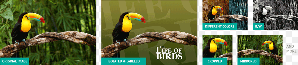 No Matter How Much Your Images Have Been Altered We39ll Toucan, Animal, Beak, Bird, Plant Free Png Download