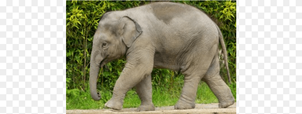 No More Elephants To Be Enslaved By Indian Circuses Elephant, Animal, Mammal, Wildlife Png