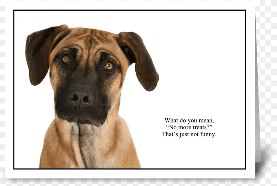 No More Treats Greeting Card Black Mouth Cur, Animal, Canine, Dog, Mammal Free Png