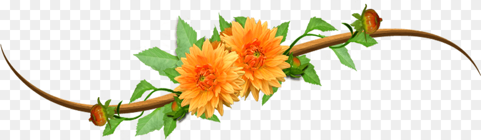 No Orange Clip Art Orange Flower Clip Art, Plant, Graphics, Flower Arrangement, Dahlia Free Png