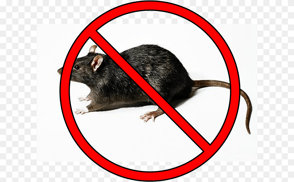 No Rats Here Rat And Cockroach, Animal, Mammal, Rodent Png Image