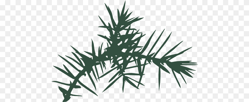 No Spruce, Plant, Tree, Grass, Conifer Free Transparent Png