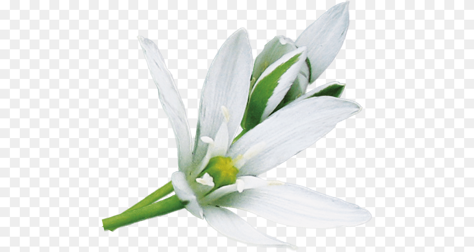 No Star Of Bethlehem Flower, Anther, Plant, Lily, Amaryllidaceae Png