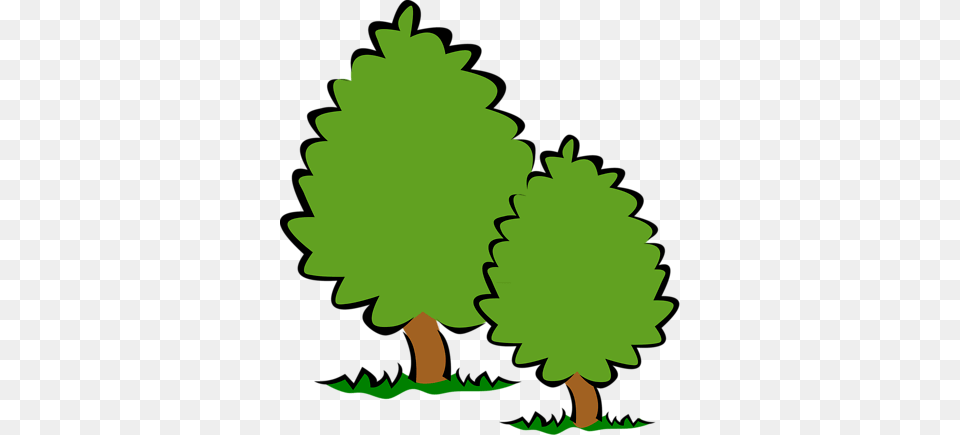 No Tree Cliparts, Conifer, Green, Plant, Leaf Free Transparent Png