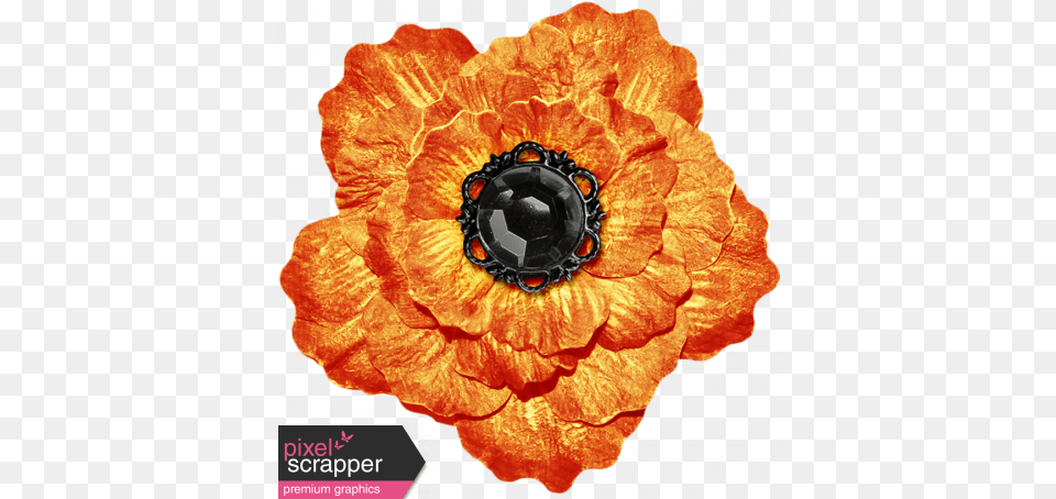 No Tricks Just Treats Orange And Black Vintage Flower English Marigold, Plant, Accessories, Petal, Anemone Free Transparent Png