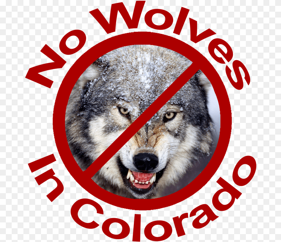 No Wolves In Colorado Red Lettering Dog Yawns, Animal, Mammal, Wolf, Canine Png Image