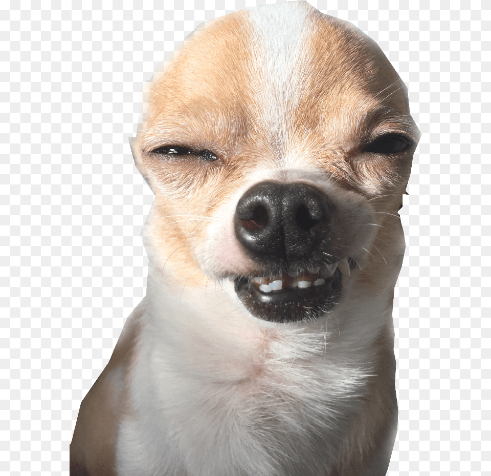 Noah Is Cool Remix Me Make Noah Cool Funny Smiling Chihuahua, Animal, Canine, Dog, Mammal Free Transparent Png